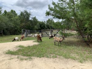 tribe of goats on side of road