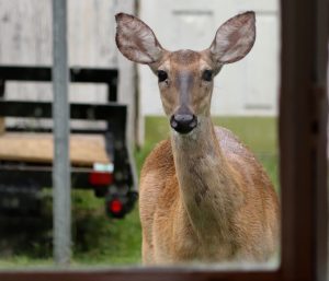 deer looking in through bay window