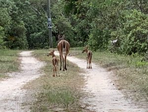 3 deer on a dirt path