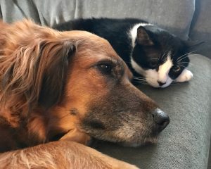 Coco the dog and Butch the cat lying side by side