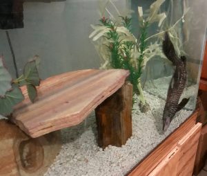 plecostomus in his tank next to large rock