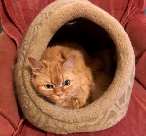 Juliet the cat in her cubby