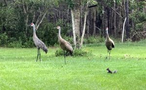 3 sandhill cranes and a squirrel near the tree line