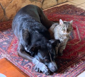 Huck and small cat together on rug