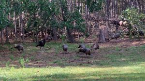  a gaggle of wild turkeys near the tree line