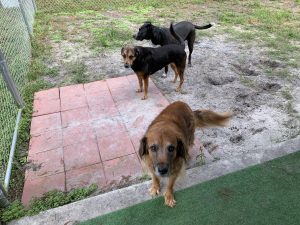 3 dogs standing in dog run by chain link fence