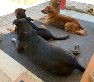 our 3 dogs lying on the front porch