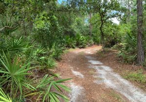 Entrance dirt path through forest