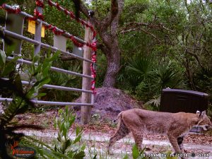 bobcat captured on webcam