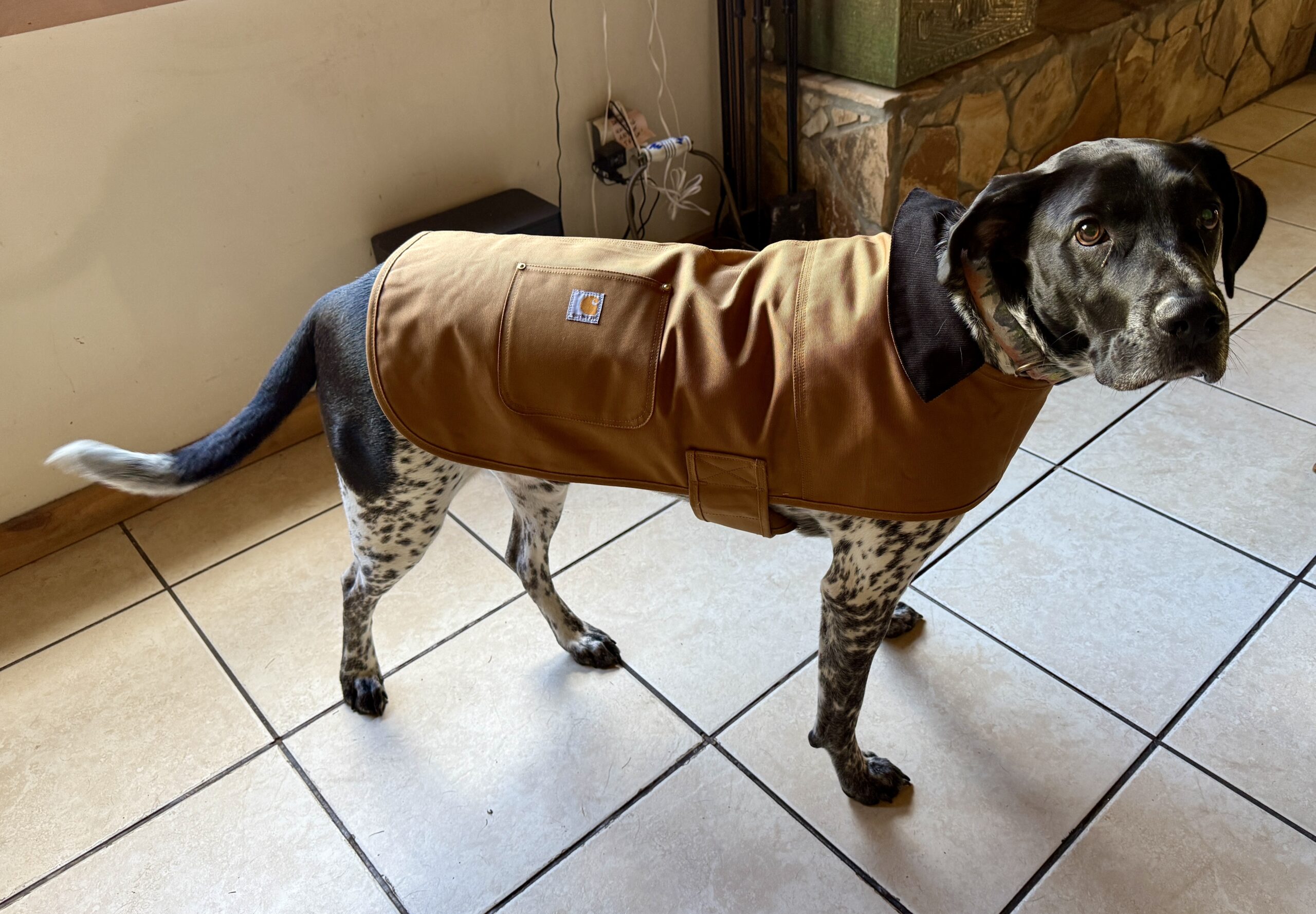 A Great Dane/Bluetick Coonhound mix wearing a brown dog coat, standing on tiled flooring.